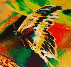 Šifón vzor pestrých motýlů krémový podklad