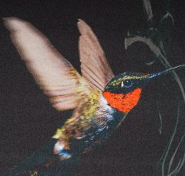 Hedvbáný atlas kupón ptáci