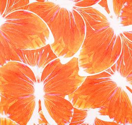 Atlas motiv motýl skořicově hnědý