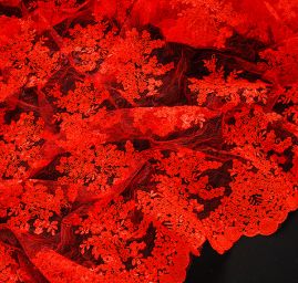 Krajka výšivka na vzorovém tylu červená