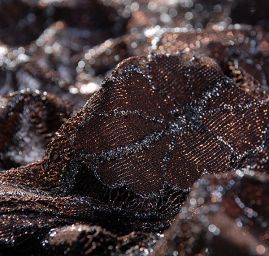 Efektné pružná čipka kvety hnedá strieborná výšivka