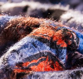 Exkluzivní látka motýlci