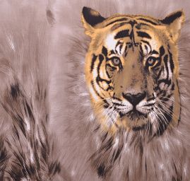 Látka úplet kupón motiv tygra