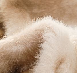 Imitace kožešiny norek slonová kost