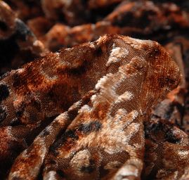 Samet vypalovaný ornamentální vzor hnědý