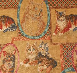 Animals - cats